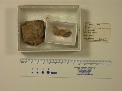 Archaeohyrax suniensis