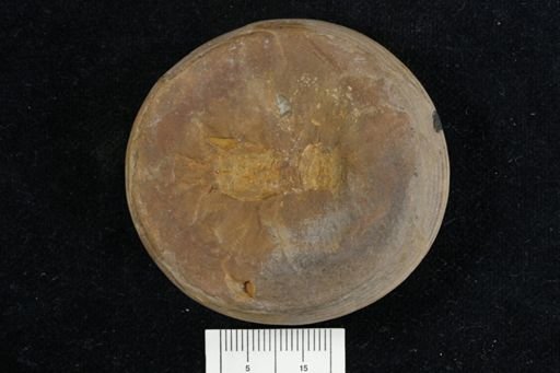 Pygocephalus gracilis