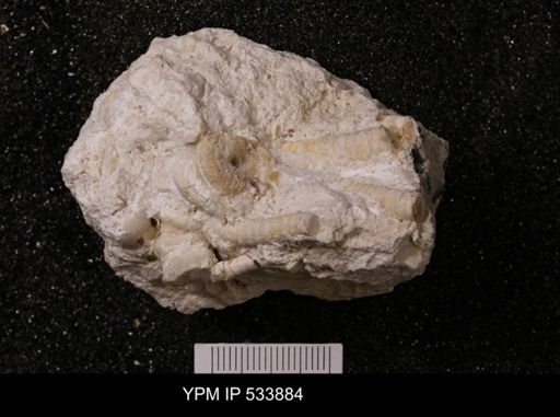 undet. Crinoidea
