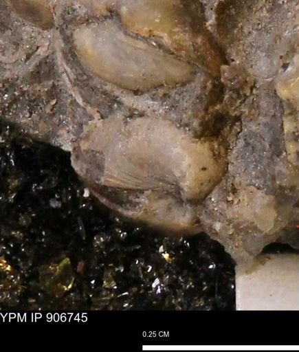 undet. Bivalvia