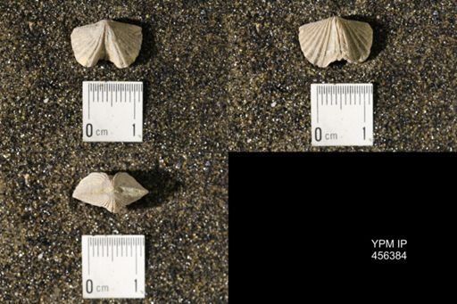 Platystrophia biforata