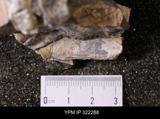 Baculites sp.