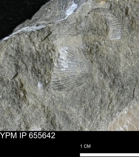 Oxytoma (Hypoxytoma) nebrascana