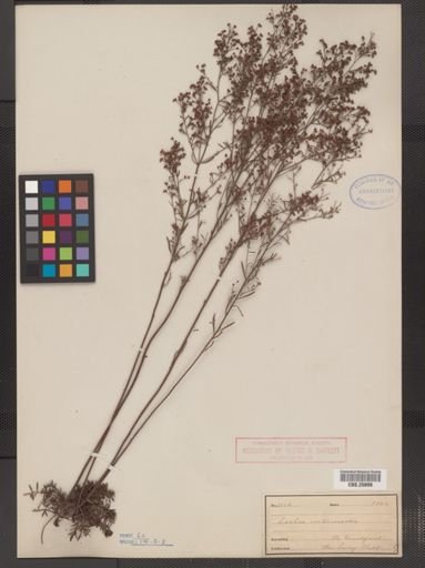 Lechea intermedia