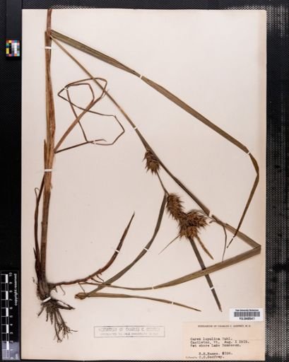 Carex lupulina