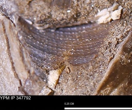 undet. Bivalvia