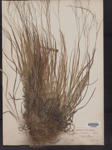 Panicum linearifolium