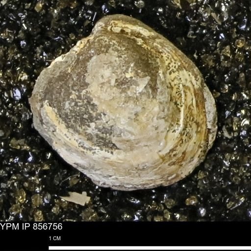 Limopsis striatopunctatus