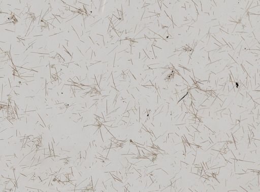 Suberites domuncula