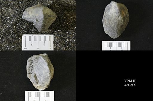 Athyris spiriferoides