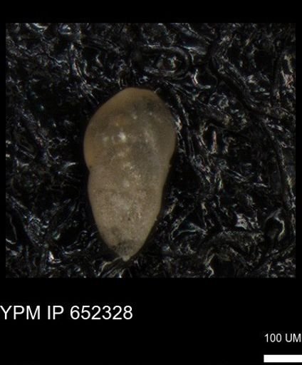 undet. Foraminiferida