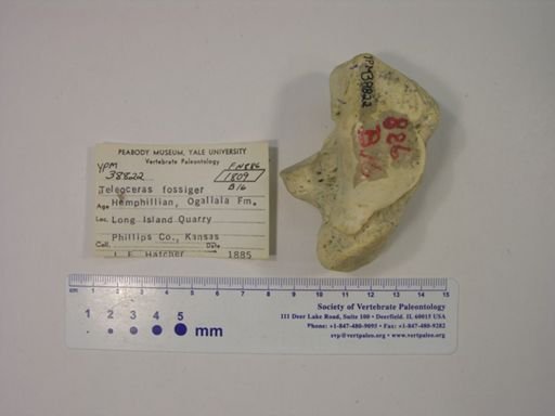 Teleoceras fossiger