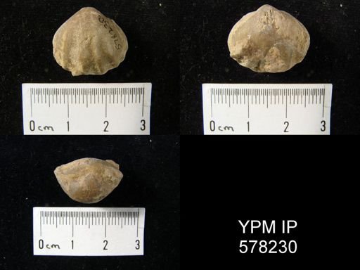 Enteletes hemiplicata