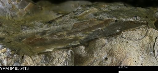 undet. Mollusca