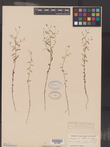 Campanula aparinoides