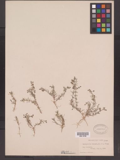 Spergularia rubra