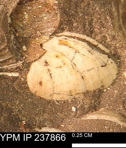 Limopsis striatopunctatus
