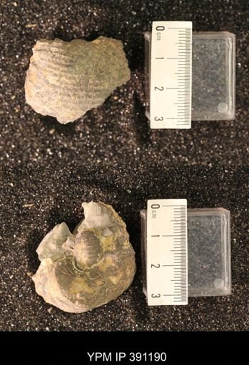 Scaphitidae