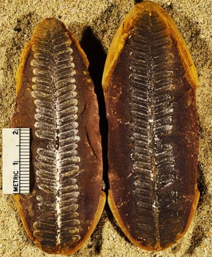 Pecopteris sp.