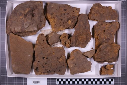 mixed taxa, stratigraphic collection