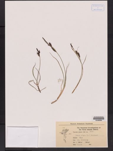 Carex nigra