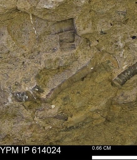 undet. Inoceramidae