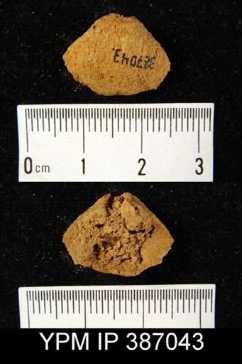 Meristella arcuata