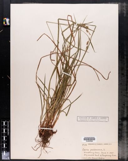 Carex pallescens