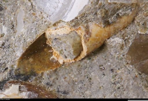 undet. Scaphopoda