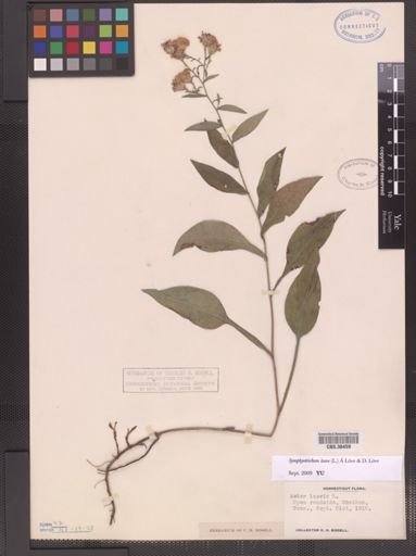 Symphyotrichum laeve
