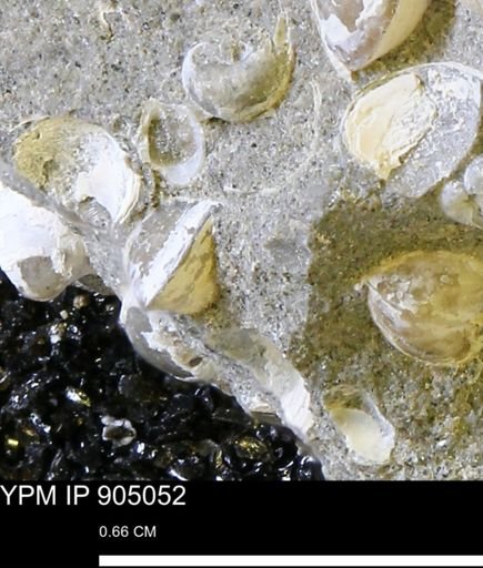 Corbulamella sp.