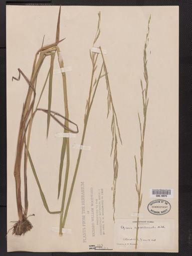 Glyceria septentrionalis