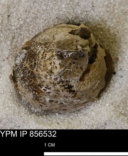 Protocardia sp.