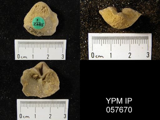 Gypidula coeymanensis