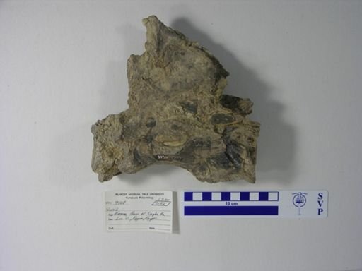 Siluriformes