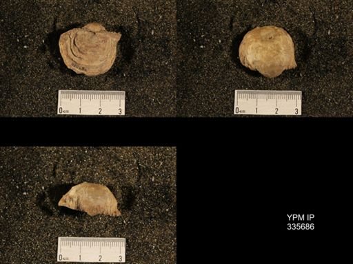 Linoproductus prattenianus