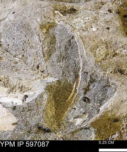 undet. Bivalvia