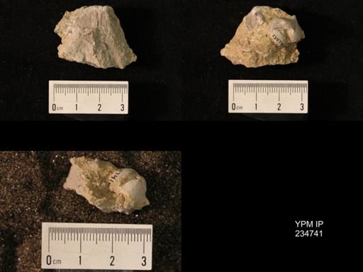 Marginifera splendens