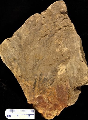Thyrsopteris rarinervis