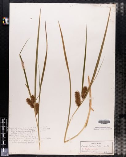 Carex lurida