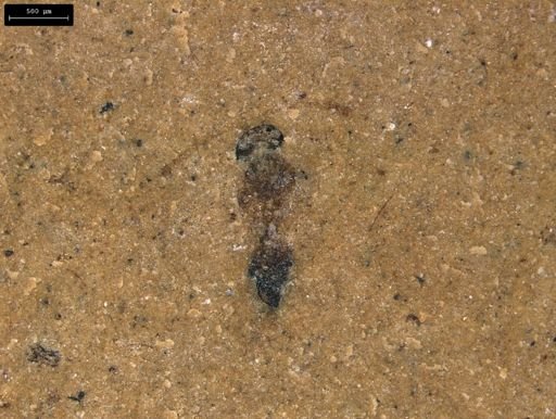 taxon undetermined