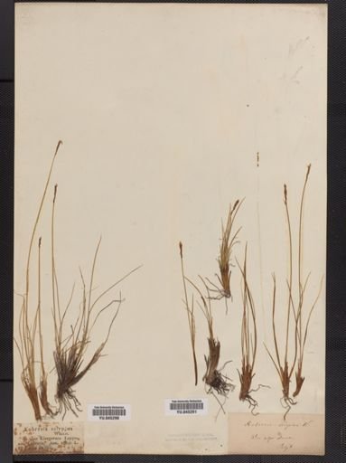 Kobresia