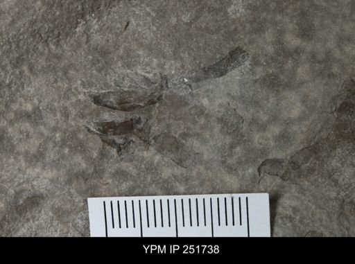undet. Eurypterida