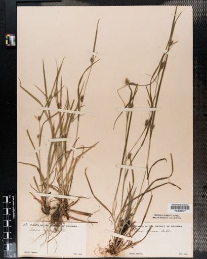 Carex amphibola