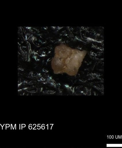 undet. Foraminiferida