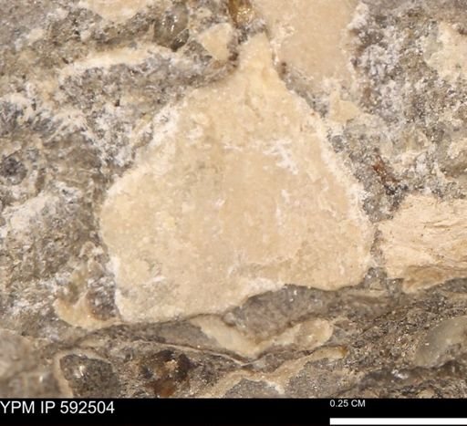 undet. Ammonoidea