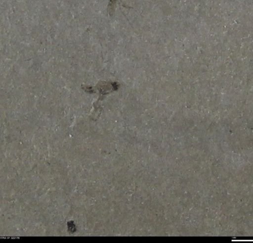 undet. Diptera