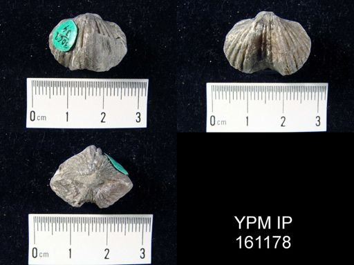 Platystrophia biforata