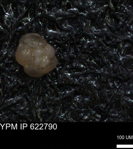undet. Foraminiferida