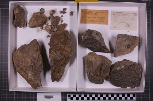 mixed taxa, stratigraphic collection